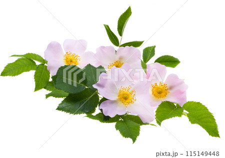 rosehip flower isolated 115149448