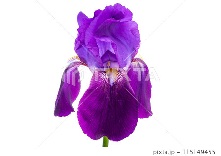 iris flower isolated iris flower isolated 115149455