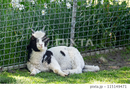 little sheep 115149471