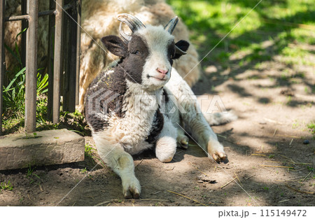 little sheep 115149472