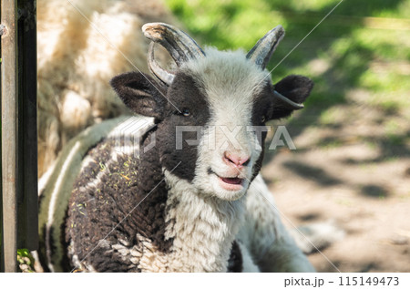 little sheep little sheep 115149473