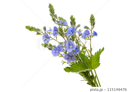Veronica flowers isolated Veronica flowers isolated 115149476
