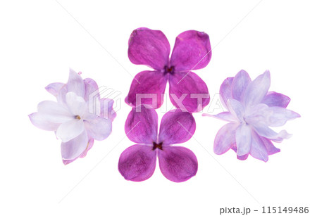 lilac flowers isolated lilac flowers isolated 115149486