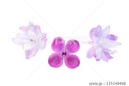 lilac flowers isolated lilac flowers isolated 115149488