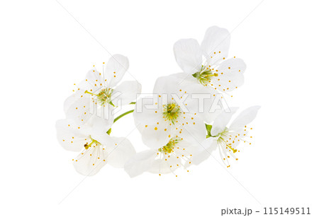 cherry flowers isolated on white background cherry flowers isolated on white background 115149511