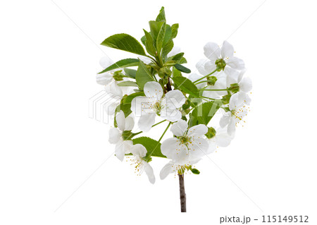 cherry flowers isolated on white background cherry flowers isolated on white background 115149512