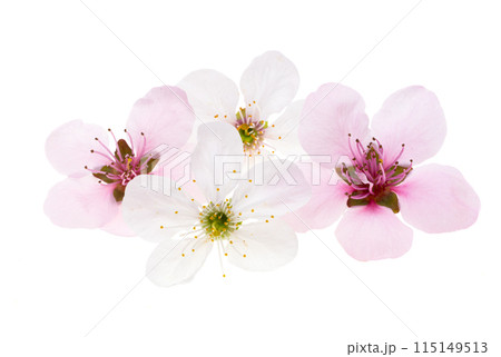 cherry flowers isolated 115149513