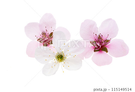 cherry flowers isolated 115149514