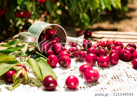 Still life of cherries in small tin can on table in garden 115149593