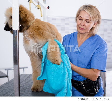 Mature woman hairdresser wipes puppy of Afghan hound in hairdresser for dogs Mature woman hairdresser wipes puppy of Afghan hound in hairdresser for dogs 115149595
