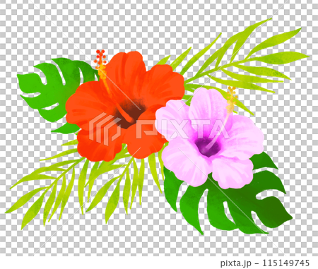 ハイビスカスのイラスト　赤とピンク 115149745