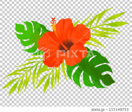 ハイビスカスのイラスト　赤 115149753