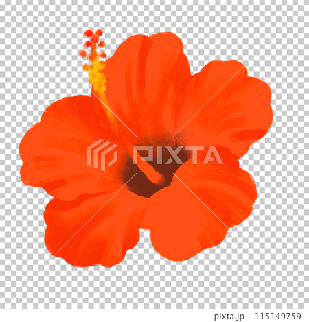 ハイビスカスのイラスト　赤 115149759