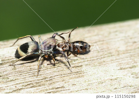 蟻を狩るアオオビハエトリ（メス） 115150298