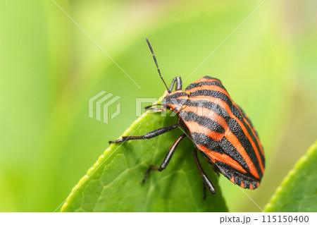 アカスジカメムシ 115150400