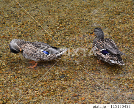 Two ducks clean their feathers in shallow water 115150452