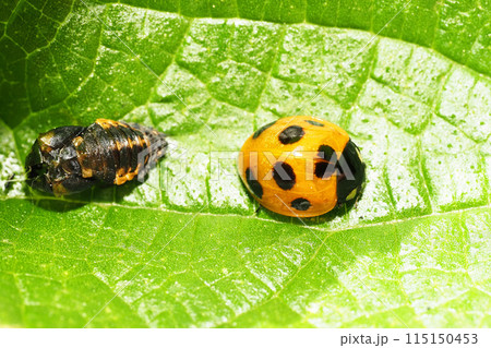 羽化殻と羽化後のナナホシテントウ 羽化殻と羽化後のナナホシテントウ 115150453