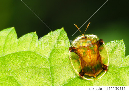 ジンガサハムシ 115150511