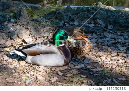 Two ducks in wild nature, family of wild birds 115150518