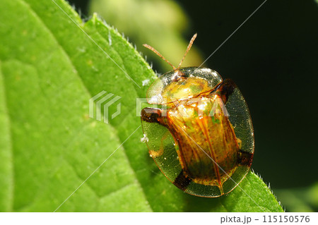 ジンガサハムシ 115150576