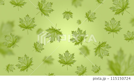 Green Norway maple leaf on a green background 115150724