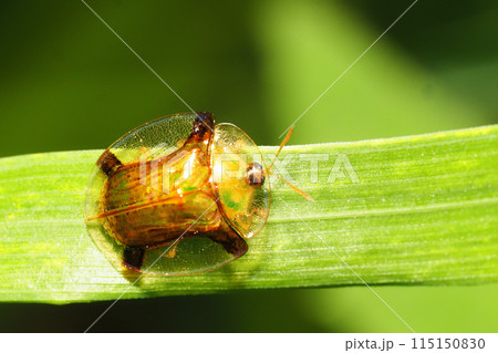 ジンガサハムシ 115150830