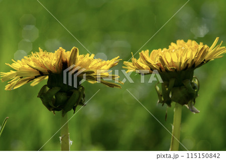 Closeup of yellow dandelions in a green field on a sunny day, showcasing natures beauty Closeup of yellow dandelions in a green field on a sunny day, showcasing natures beauty 115150842