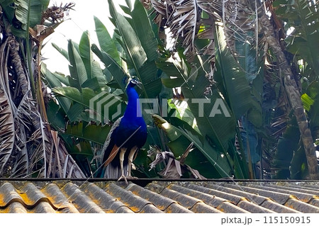 Colorful peacock in the park 115150915