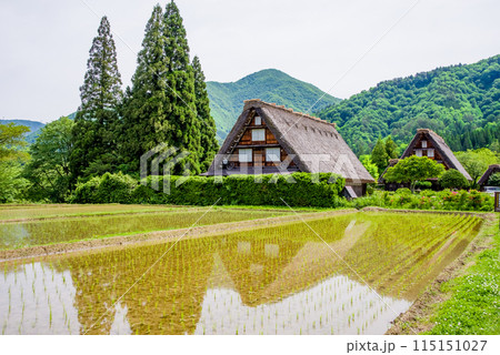 田植えシーズンの【白川郷 合掌造り集落】 田植えシーズンの【白川郷 合掌造り集落】 115151027