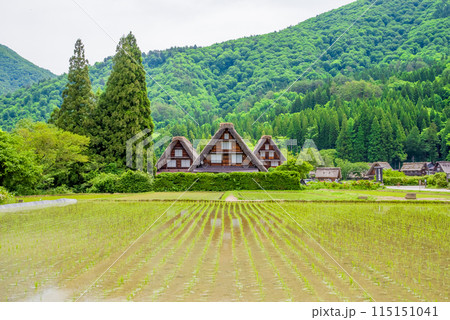 田植えシーズンの【白川郷 合掌造り集落・三つ子】 田植えシーズンの【白川郷 合掌造り集落・三つ子】 115151041