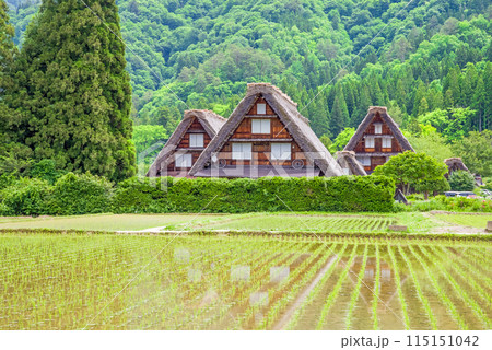 田植えシーズンの【白川郷 合掌造り集落・三つ子】 田植えシーズンの【白川郷 合掌造り集落・三つ子】 115151042