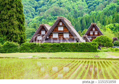田植えシーズンの【白川郷 合掌造り集落・三つ子】 田植えシーズンの【白川郷 合掌造り集落・三つ子】 115151050