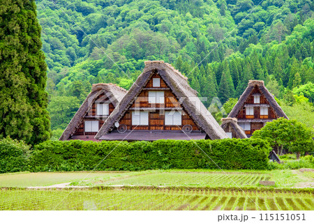 　田植えシーズンの【白川郷 合掌造り集落・三つ子】　 115151051