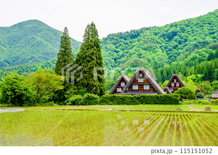 　田植えシーズンの【白川郷 合掌造り集落・三つ子】　 115151052