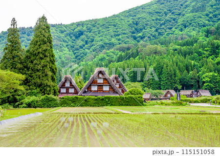 田植えシーズンの【白川郷 合掌造り集落・三つ子】 田植えシーズンの【白川郷 合掌造り集落・三つ子】 115151058