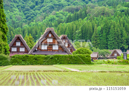 田植えシーズンの【白川郷 合掌造り集落・三つ子】 田植えシーズンの【白川郷 合掌造り集落・三つ子】 115151059
