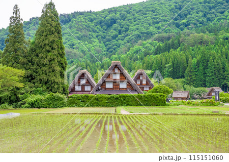 田植えシーズンの【白川郷 合掌造り集落・三つ子】 田植えシーズンの【白川郷 合掌造り集落・三つ子】 115151060