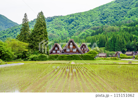 田植えシーズンの【白川郷 合掌造り集落・三つ子】 田植えシーズンの【白川郷 合掌造り集落・三つ子】 115151062