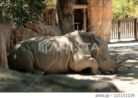 Portrait of a large white rhinoceros 115151159