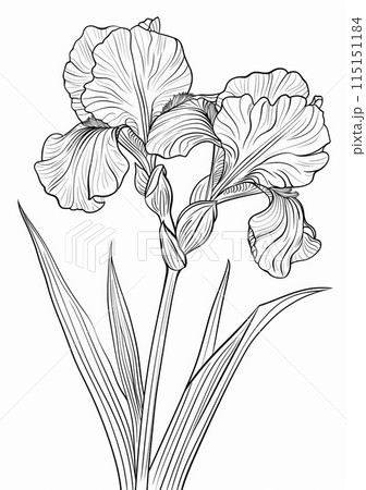This is a simple line drawing of an iris flower, perfect for coloring pages. This is a simple line drawing of an iris flower, perfect for coloring pages. 115151184