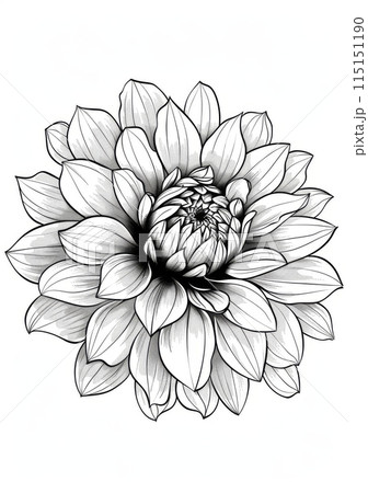 This printable coloring page features a detailed illustration of a single dahlia flower. This printable coloring page features a detailed illustration of a single dahlia flower. 115151190