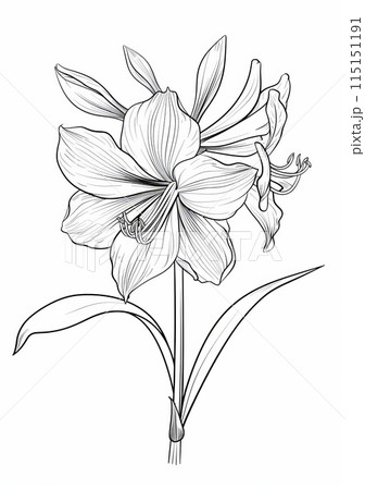 A detailed line drawing of an amaryllis flower on a white background. 115151191