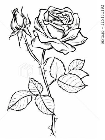 A black and white line drawing of a single rose with a bud, on a white background. A black and white line drawing of a single rose with a bud, on a white background. 115151192