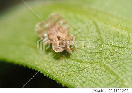 アワダチソウグンバイ アワダチソウグンバイ 115151203