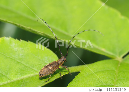 ヒメヒゲナガカミキリ ヒメヒゲナガカミキリ 115151349