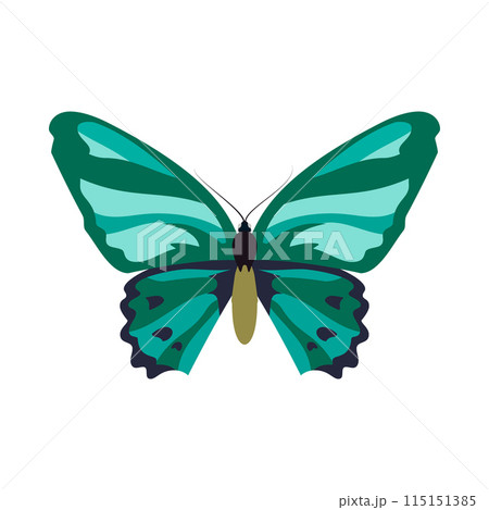 Green and blue butterfly on white background Green and blue butterfly on white background 115151385