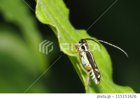 ヨツキボシカミキリ(メス) ヨツキボシカミキリ(メス) 115151626