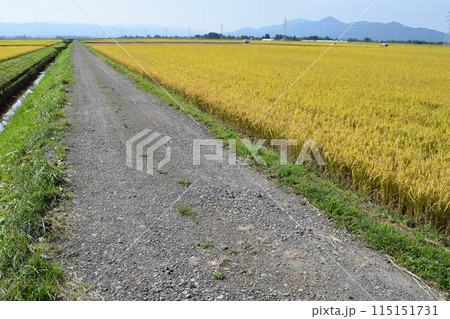 農道と田園風景 山形県庄内 115151731
