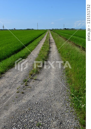 農道と田園風景 山形県庄内 115151732