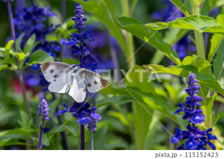 茨城フラワーパークの満開のバラ 茨城フラワーパークの満開のバラ 115152423